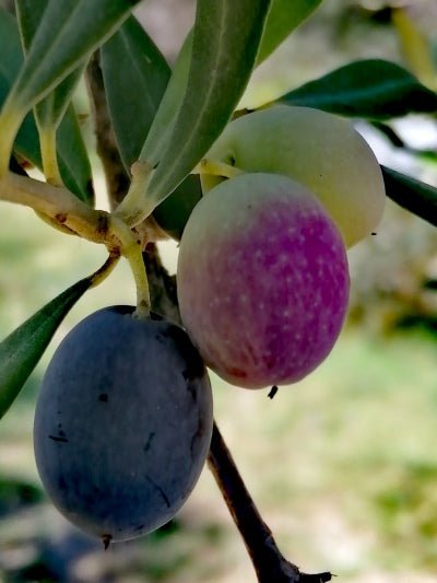 cosa ha di speciale l'olio extravergine monovarietale? scopri di più su www.e-olio.it