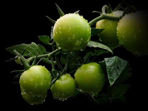 Ricette e abbinamenti con l'olio extravergine: involtini di spigola in salsa verde