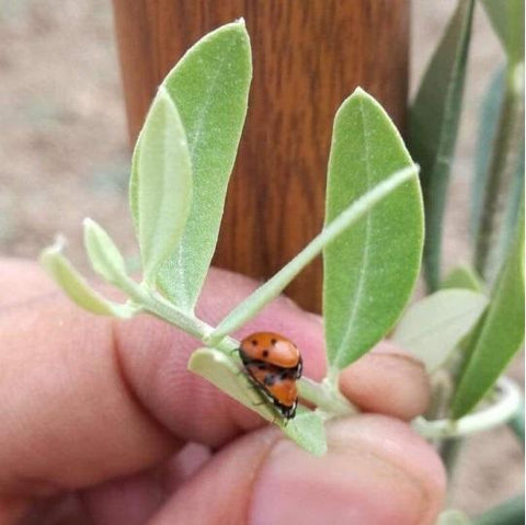 ...ooohhhooo | www.e-olio.it