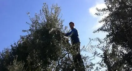 Olio Extravergine Podere Tiberi
