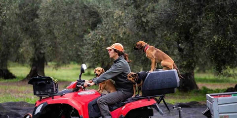 Olio Extravergine Tanca Barbarossa, Paola