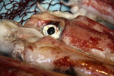 Ricette e abbinamenti con l'olio extravergine: calamari farciti