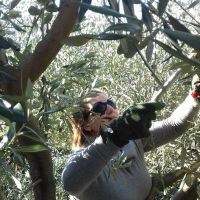 le stagioni dell'olivo: la potatura | www.e-olio.it