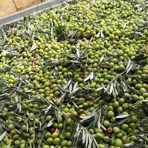 le stagioni dell'olivo: la raccolta | www.e-olio.it